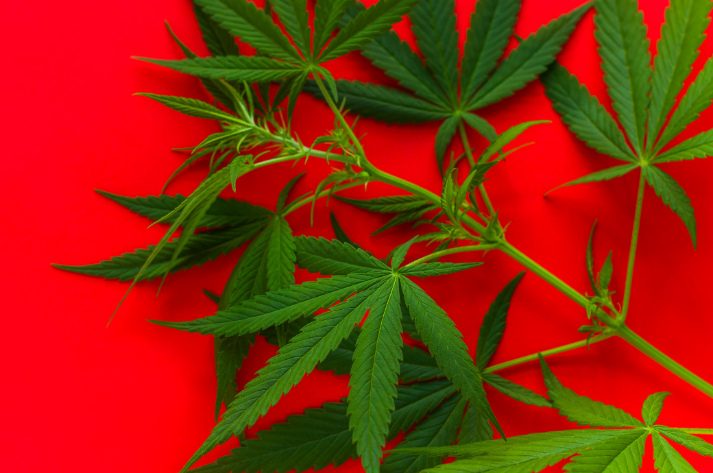 Is Research Saying to Smoke Marijuana Before Exercise?