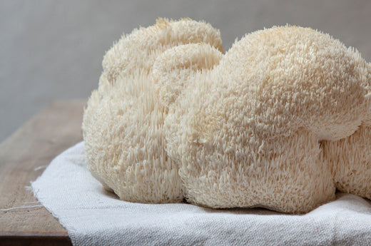 Lions Mane: The Most Beneficial Mushroom in Existence?