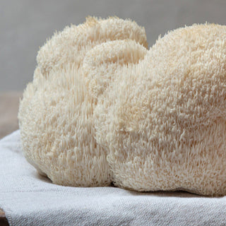 Lions Mane: The Most Beneficial Mushroom in Existence?
